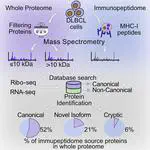 The Non-Canonical Proteome Uniquely Populates the Proteome or Immunopeptidome