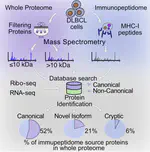 Most non-canonical proteins uniquely populate the proteome or immunopeptidome