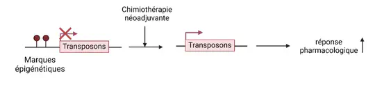 Identification des éléments transposables induits par la chimiothérapie dans les cancers du sein triple négatifs