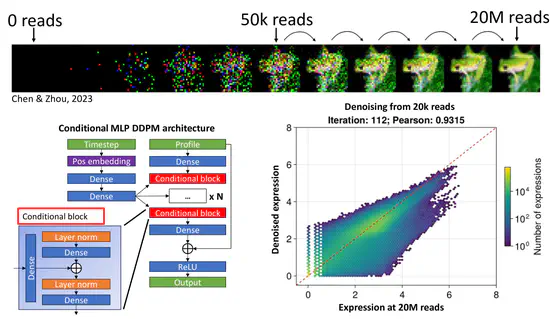 Utilisation de modèles de diffusion d’apprentissage profond pour débruiter les données de séquençage d’ARN à faible couverture