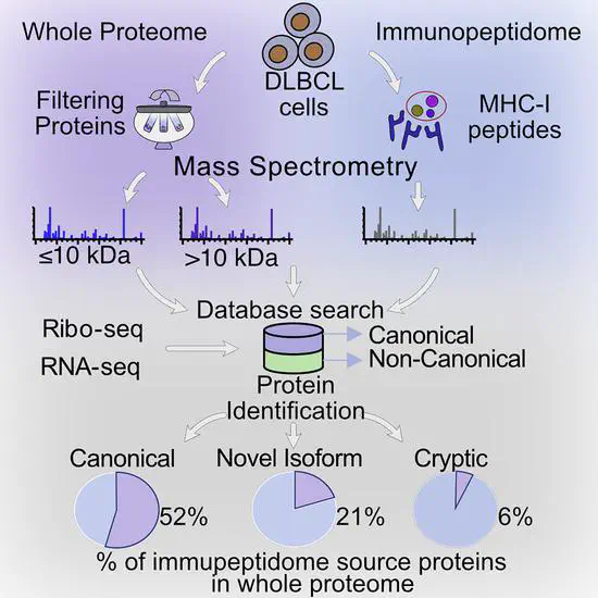 Le protéome non canonique peuple de manière unique le protéome ou l'immunopeptidome